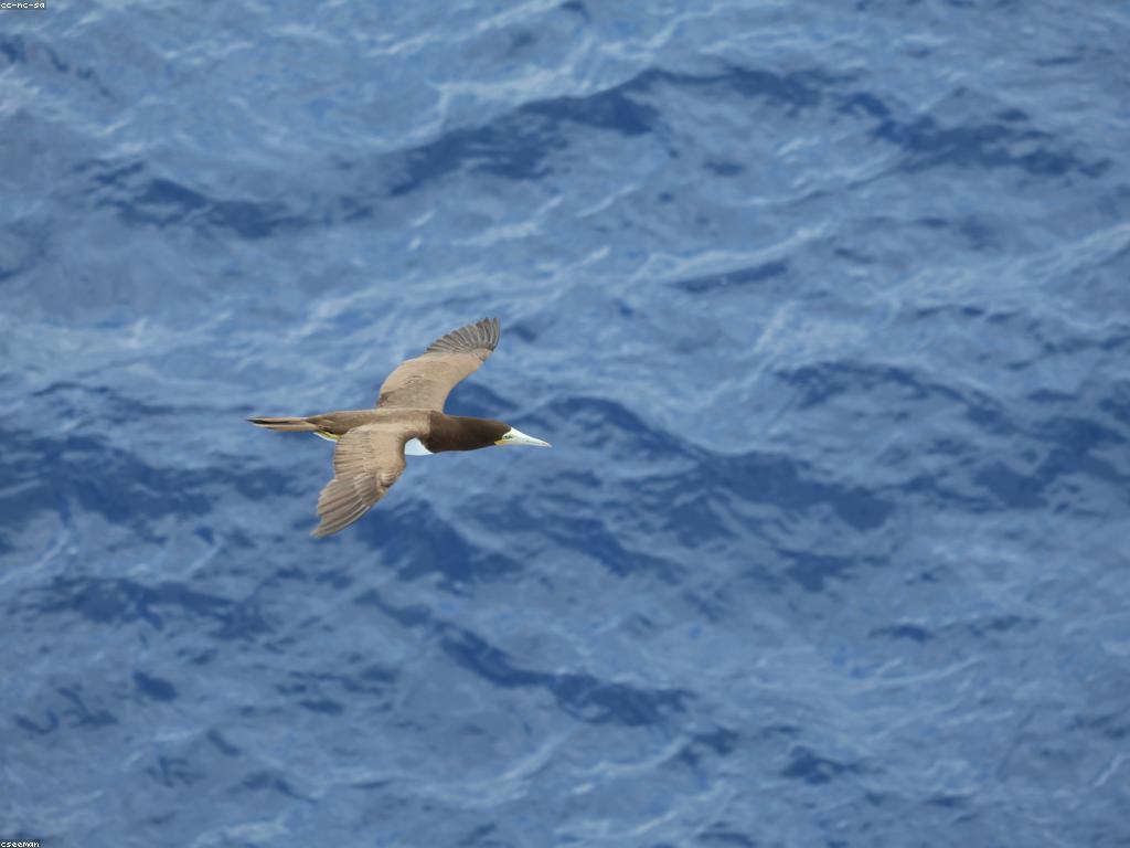 ចំនេះដឹងបាញ់ត្រី: ការបង្កើតការសម្រេចជោគជ័យក្នុងការបាញ់ត្រី